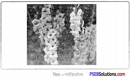 PSEB 11th Class Agriculture Solutions Chapter 3 फूलों की खेती 7