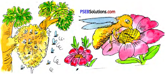 PSEB 5th Class Hindi Solutions Chapter 8 मेहनत 1