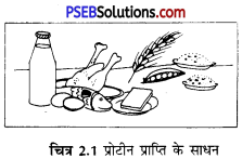PSEB 6th Class Home Science Solutions Chapter 2 भोजन के कार्य, तत्त्व तथा उनके स्रोत 1