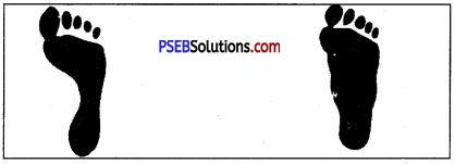 PSEB 7th Class Physical Education Solutions Chapter 3 शारीरिक ढांचा और इसकी कुरूपताएं 5