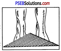 PSEB 7th Class Physical Education Solutions Chapter 3 शारीरिक ढांचा और इसकी कुरूपताएं 6