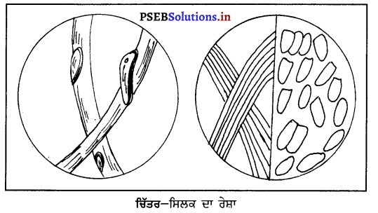 PSEB 10th Class Home Science Solutions Chapter 10 ਰੇਸ਼ਿਆਂ ਦਾ ਵਰਗੀਕਰਨ 2