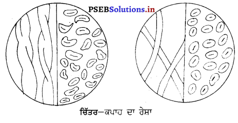 PSEB 10th Class Home Science Solutions Chapter 10 ਰੇਸ਼ਿਆਂ ਦਾ ਵਰਗੀਕਰਨ 4