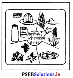 PSEB 10th Class Physical Education Solutions Chapter 2 ਸੰਤੁਲਿਤ ਭੋਜਨ 10