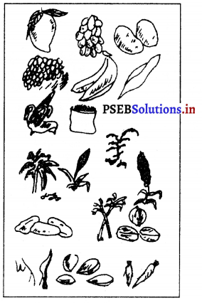PSEB 10th Class Physical Education Solutions Chapter 2 ਸੰਤੁਲਿਤ ਭੋਜਨ 8