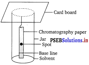 PSEB 11th Class Chemistry Solutions Chapter 12 Organic Chemistry Some Basic Principles and Techniques 5