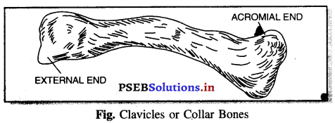 PSEB 11th Class Physical Education Solutions Chapter 3 ਸਰੀਰਿਕ ਰਚਨਾ ਅਤੇ ਕਿਰਿਆ ਵਿਗਿਆਨ ਦੀ ਜਾਣ ਪਛਾਣ 8