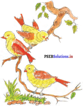 PSEB 6th Class Hindi Solutions Chapter 10 चिड़िया का गीत 3