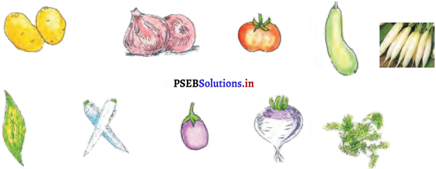 PSEB 6th Class Hindi Solutions Chapter 18 रसोई का ताज सब्जियां 5