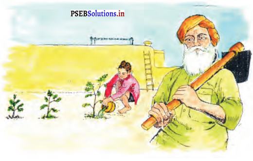 PSEB 6th Class Hindi Solutions Chapter 19 पेड़ लगाओ 6