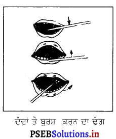 PSEB 6th Class Physical Education Solutions Chapter 1 ਸਿਹਤ 3
