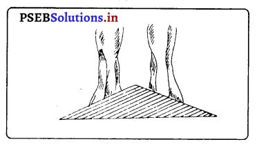 PSEB 7th Class Physical Education Solutions Chapter 3 ਸਰੀਰਿਕ ਢਾਂਚਾ ਤੇ ...