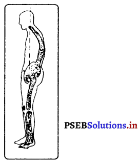 PSEB 7th Class Physical Education Solutions Chapter 3 ਸਰੀਰਿਕ ਢਾਂਚਾ ਤੇ ਇਸ ਦੀਆਂ ਕਰੂਪੀਆਂ 3