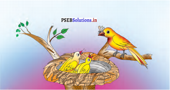 PSEB 8th Class Hindi Solutions Chapter 5 शायद यही जीवन है 5