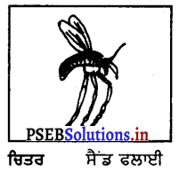 PSEB 8th Class Home Science Solutions Chapter 7 ਘਰੇਲੂ ਕੀੜੇ ਤੇ ਜੀਵ-ਜੰਤੂਆਂ ਦੀ ਰੋਕਥਾਮ 4