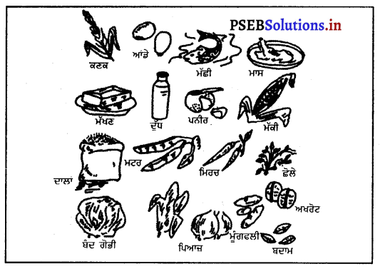 PSEB 8th Class Physical Education Solutions Chapter 2 ਪੋਸ਼ਟਿਕ ਅਤੇ ਸੰਤੁਲਿਤ ਭੋਜਨ 4