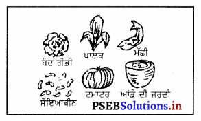 PSEB 8th Class Physical Education Solutions Chapter 3 ਵਿਟਾਮਿਨ 6