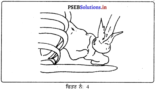 PSEB 9th Class Physical Education Solutions Chapter 4 ਮੁੱਢਲੀ ਸਹਾਇਤਾ 4