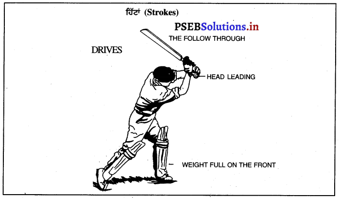 ਕ੍ਰਿਕੇਟ (Cricket) Game Rules – PSEB 12th Class Physical Education 7