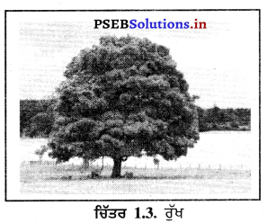 PSEB 12th Class Environmental Education Solutions Chapter 1 ਜੈਵਿਕ ਵਿਭਿੰਨਤਾ ਜੀਵ ਅਨੇਕਰੂਪਤਾ (ਭਾਗ-1) 3