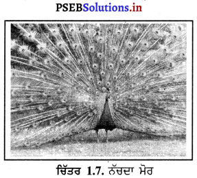 PSEB 12th Class Environmental Education Solutions Chapter 1 ਜੈਵਿਕ ਵਿਭਿੰਨਤਾ ਜੀਵ ਅਨੇਕਰੂਪਤਾ (ਭਾਗ-1) 7