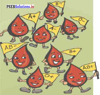 PSEB 7th Class Hindi Solutions Chapter 3 रक्तदान-एक बहुमूल्य संस्कार 7