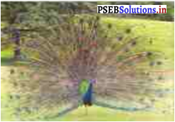 PSEB 7th Class Hindi Solutions Chapter 6 राष्ट्र के गौरव प्रतीक 10