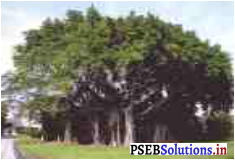PSEB 7th Class Hindi Solutions Chapter 6 राष्ट्र के गौरव प्रतीक 12