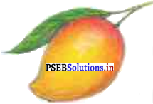 PSEB 7th Class Hindi Solutions Chapter 6 राष्ट्र के गौरव प्रतीक 15