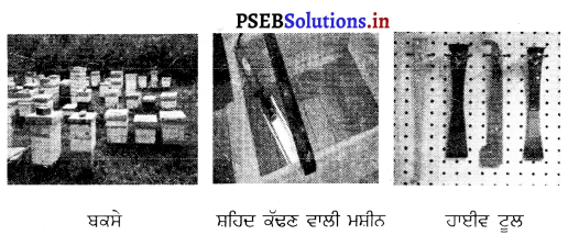 PSEB 8th Class Agriculture Solutions Chapter 6 ਮਧੂ ਮੱਖੀ ਪਾਲਣ 1