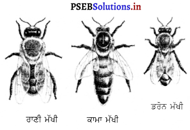 PSEB 8th Class Agriculture Solutions Chapter 6 ਮਧੂ ਮੱਖੀ ਪਾਲਣ 2