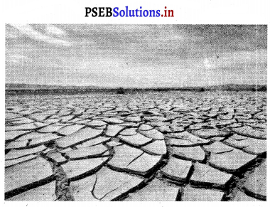 PSEB 8th Class Social Science Solutions Chapter 8 ਆਫ਼ਤ ਪ੍ਰਬੰਧਨ – PSEB ...