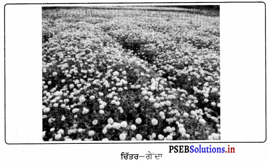 PSEB 9th Class Agriculture Solutions Chapter 3 ਫੁੱਲਾਂ ਦੀ ਕਾਸ਼ਤ 3