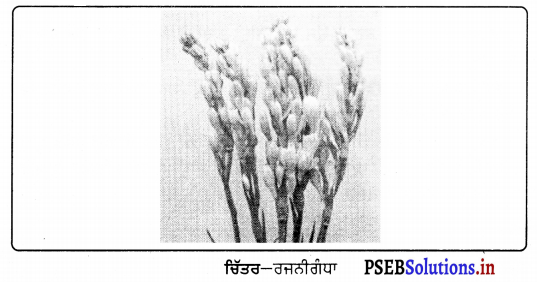 PSEB 9th Class Agriculture Solutions Chapter 3 ਫੁੱਲਾਂ ਦੀ ਕਾਸ਼ਤ 6
