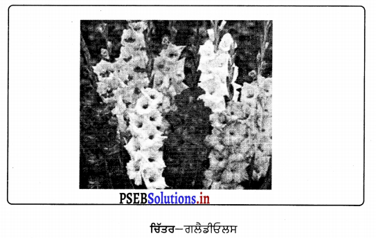 PSEB 9th Class Agriculture Solutions Chapter 3 ਫੁੱਲਾਂ ਦੀ ਕਾਸ਼ਤ 7