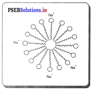 PSEB 10th Class Science Solutions Chapter 4 ਕਾਰਬਨ ਅਤੇ ਉਸਦੇ ਯੋਗਿਕ 12
