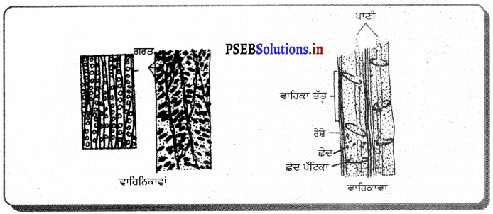 PSEB 10th Class Science Solutions Chapter 6 ਜੈਵਿਕ ਕਿਰਿਆਵਾਂ 11