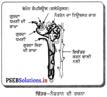 PSEB 10th Class Science Solutions Chapter 6 ਜੈਵਿਕ ਕਿਰਿਆਵਾਂ 12