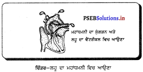 PSEB 10th Class Science Solutions Chapter 6 ਜੈਵਿਕ ਕਿਰਿਆਵਾਂ 5