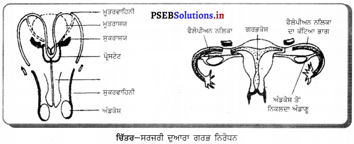 PSEB 10th Class Science Solutions Chapter 8 ਜੀਵ ਪ੍ਰਜਣਨ ਕਿਵੇਂ ਕਰਦੇ ਹਨ 3
