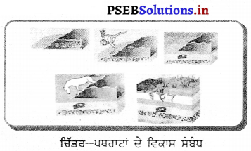 PSEB 10th Class Science Solutions Chapter 9 ਅਨੁਵੰਸ਼ਿਕਤਾ ਅਤੇ ਜੀਵ ਵਿਕਾਸ 4