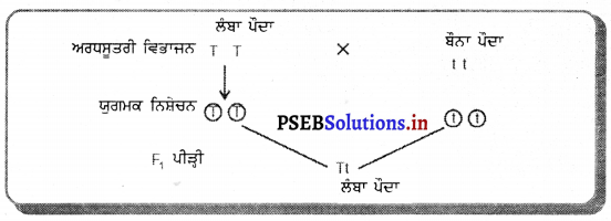 PSEB 10th Class Science Solutions Chapter 9 ਅਨੁਵੰਸ਼ਿਕਤਾ ਅਤੇ ਜੀਵ ਵਿਕਾਸ 5