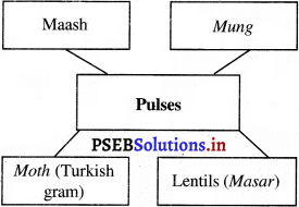 PSEB 5th Class EVS Solutions Chapter 10 Storage and Preservation of Food 3