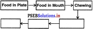 PSEB 5th Class EVS Solutions Chapter 12 Eat and Digest Food 4