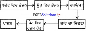 PSEB 5th Class EVS Solutions Chapter 12 ਭੋਜਨ ਖਾਈਏ ਤੇ ਪਚਾਈਏ 2