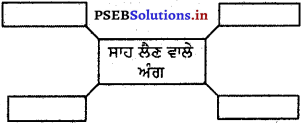 PSEB 5th Class EVS Solutions Chapter 19 ਪਾਣੀ ਅੰਦਰਲੀ ਦੁਨੀਆ 2