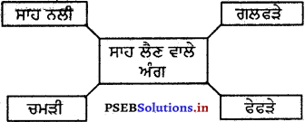 PSEB 5th Class EVS Solutions Chapter 19 ਪਾਣੀ ਅੰਦਰਲੀ ਦੁਨੀਆ 3
