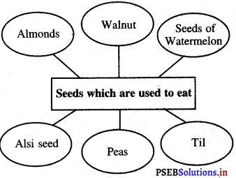 PSEB 5th Class EVS Solutions Chapter 8 Journey of Seed 3