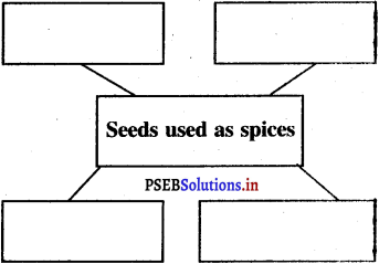 PSEB 5th Class EVS Solutions Chapter 8 Journey of Seed 4