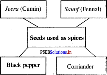 PSEB 5th Class EVS Solutions Chapter 8 Journey of Seed 5